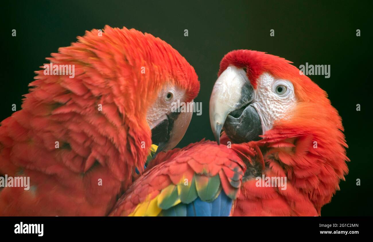 I macaws rossi e verdi sono pappagalli grandi trovati in Sudamerica Foto Stock