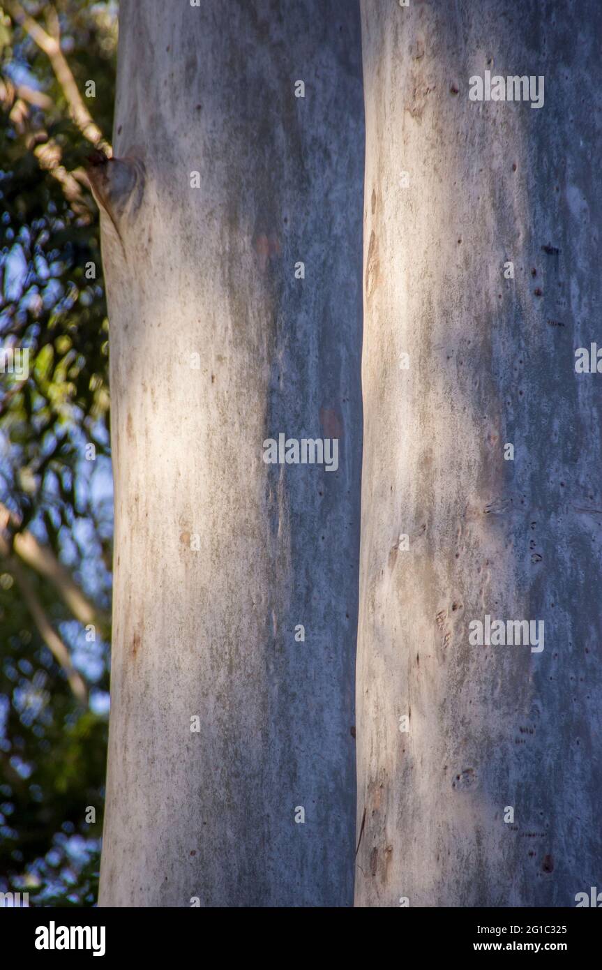 Primo piano di due tronchi d'albero di Eucalipto grandis (gomma allagata, gomma di rosa). Corteccia grigio argento liscio, inverno, foresta pluviale, Queensland, Australia. Foto Stock