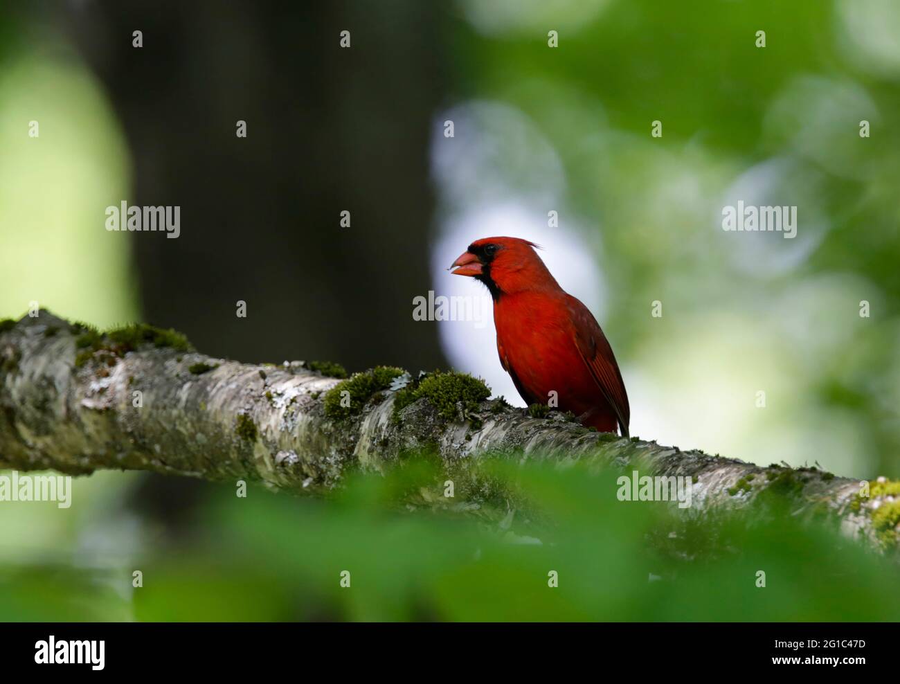 Un cardinale è appollaiato su un albero a Fletcher, VT, USA. (FOTO/Hasan Jamali) Foto Stock
