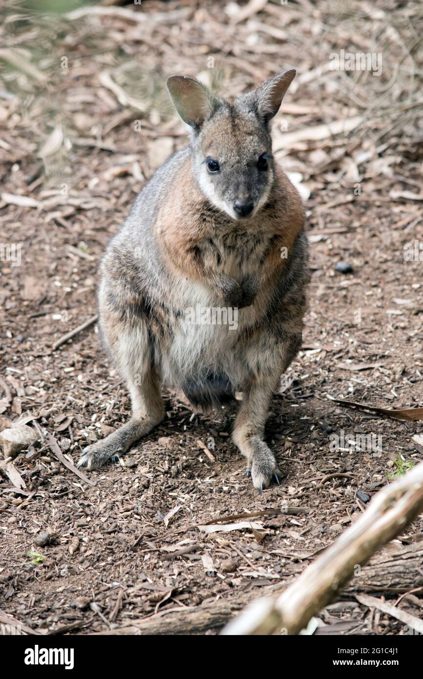 il wallaby tammar è in piedi sulle sue gambe posteriori Foto Stock