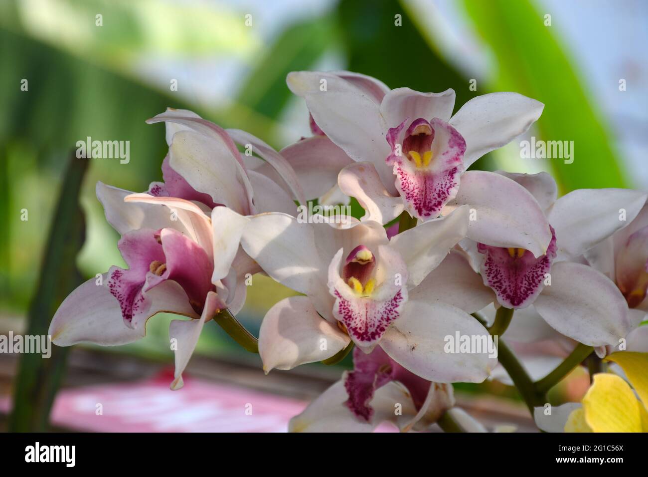 Colore rosa Cymbidium , comunemente noto come orchidea della barca Foto Stock