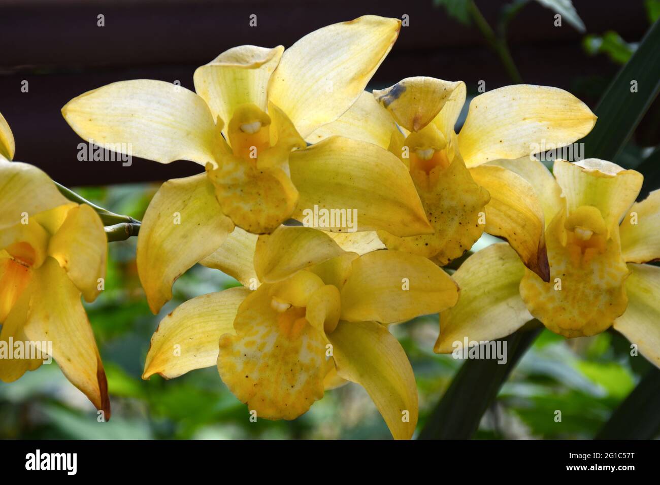Colore giallo Cymbidium , comunemente noto come orchidea della barca Foto Stock