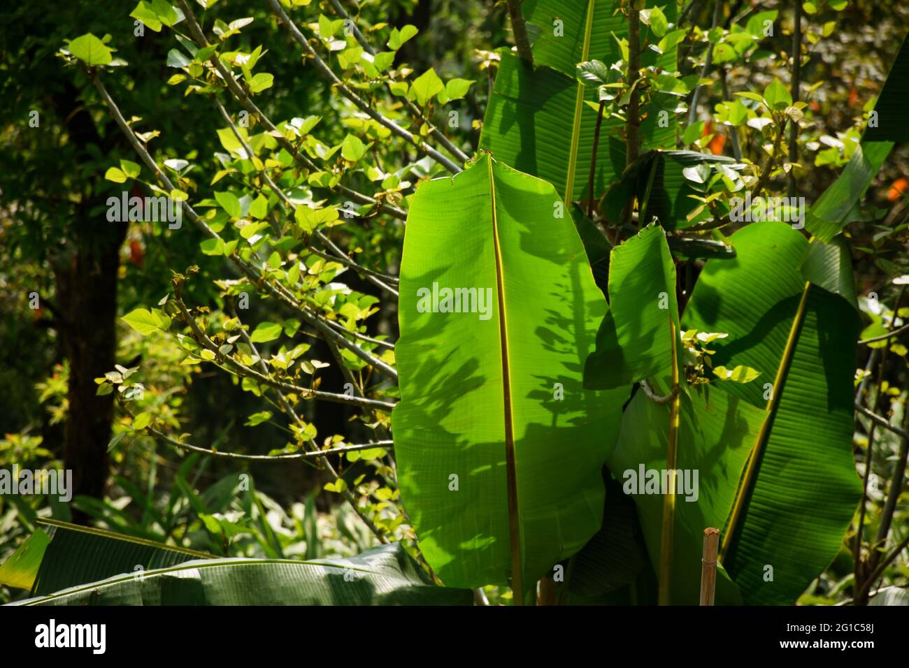 Il liscio, foglie cerose, colore verde scuro di banana albero. Foto Stock