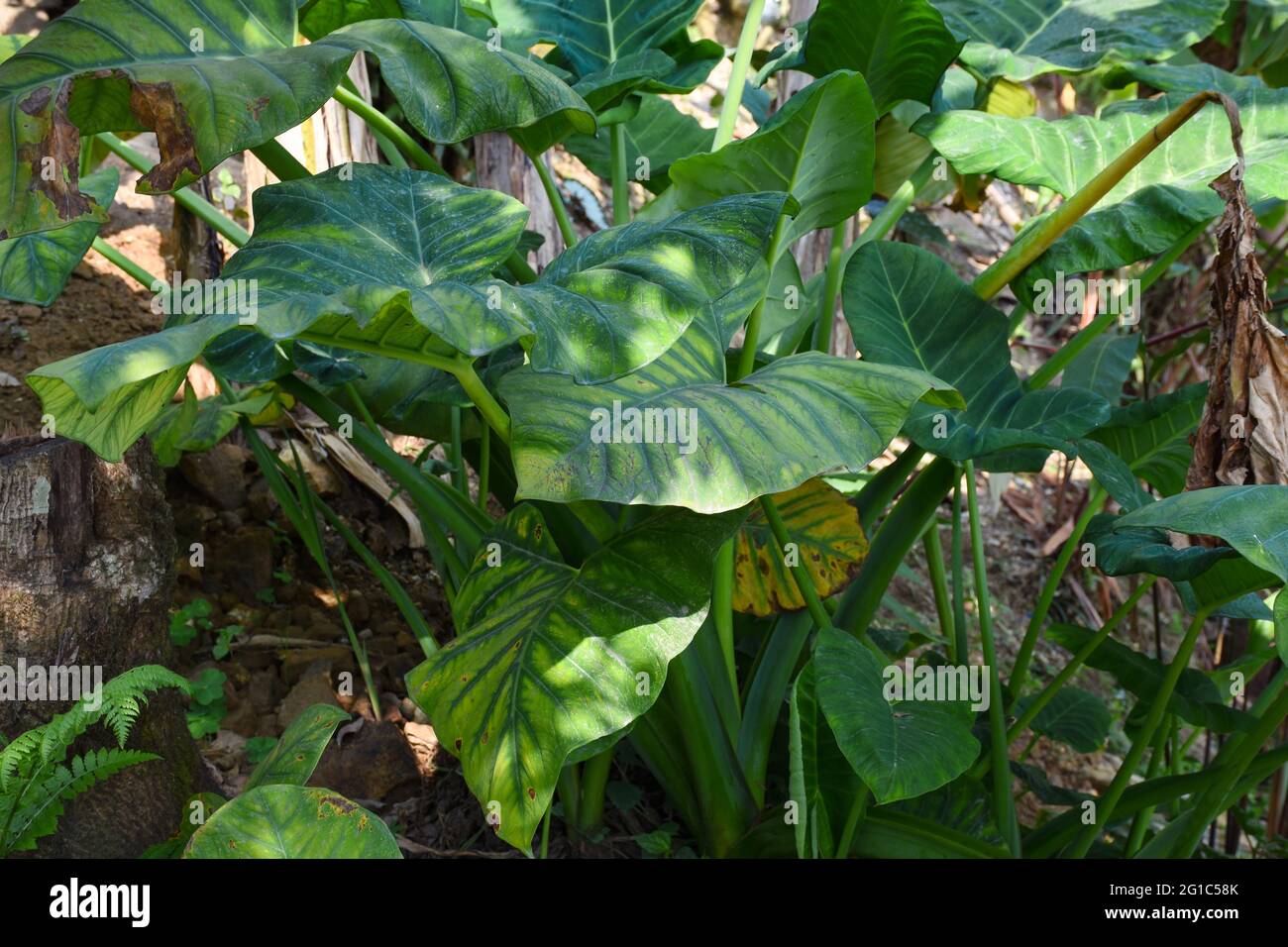 Alocasia clypeolata comunemente conosciuta come orecchie di elefante, un Alocasia decorativa con foglie contrastanti. Foto Stock