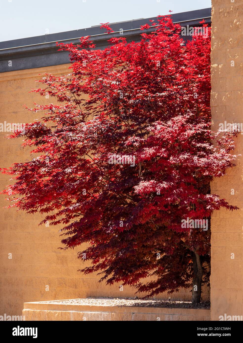 L'acero di palmate giapponese con le sue distintive foglie rosse durante la stagione primaverile vicino alle mura di Salt Lake City, Utah Foto Stock