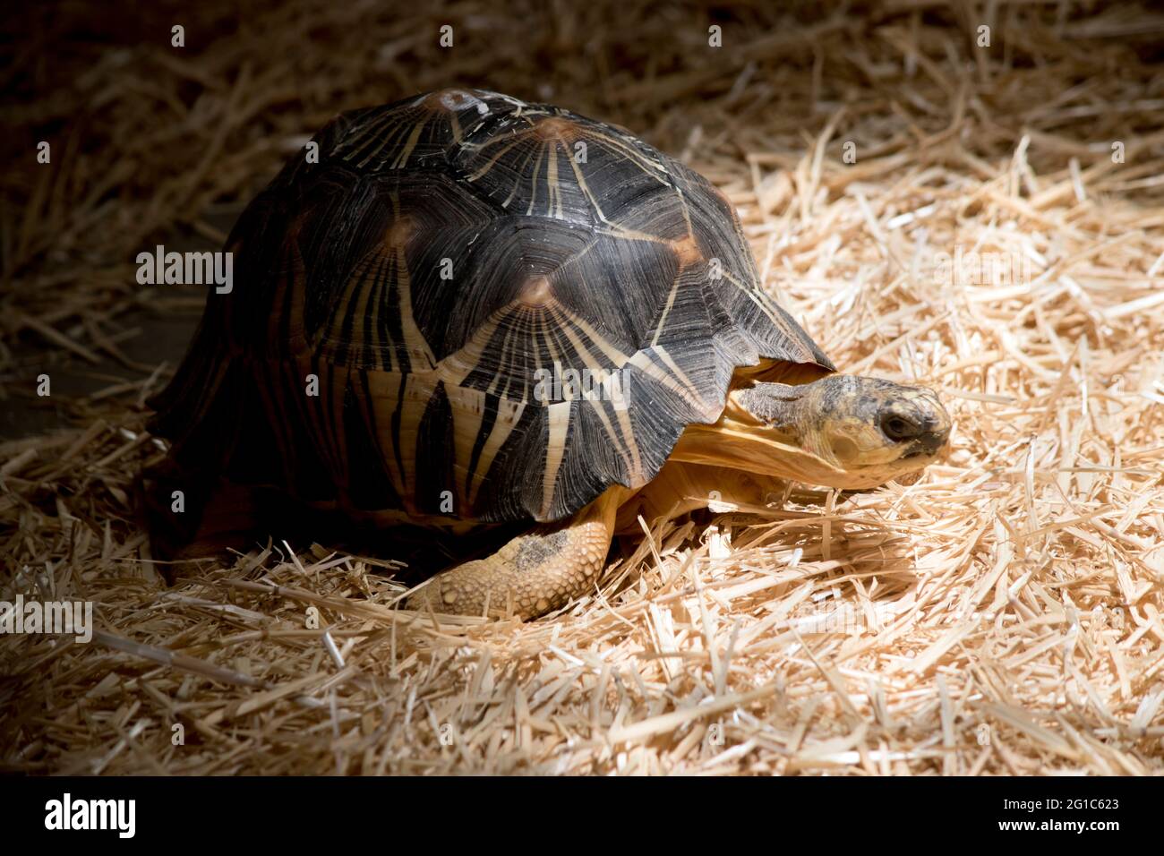 questa è una vista laterale di una tartaruga irradiata Foto Stock