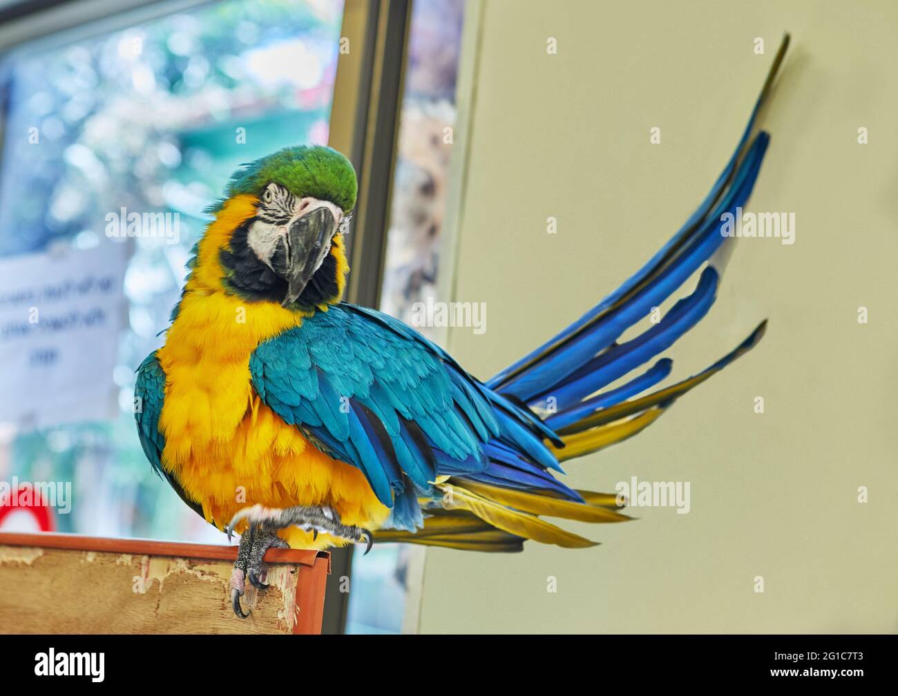 Pappagallo macaw multicolore seduto in primo piano su una gabbia Foto Stock
