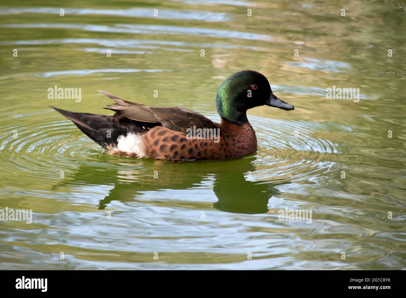 l'anatra maschio di castagno teal sta nuotando sul lago Foto Stock