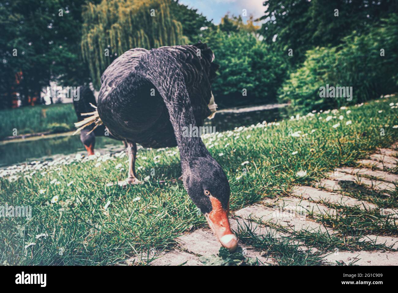 L'oca nera curiosa guarda direttamente nella macchina fotografica al Borbeck Park di Essen. Parco del castello in estate nello zoo presso lo stagno. Foto Stock