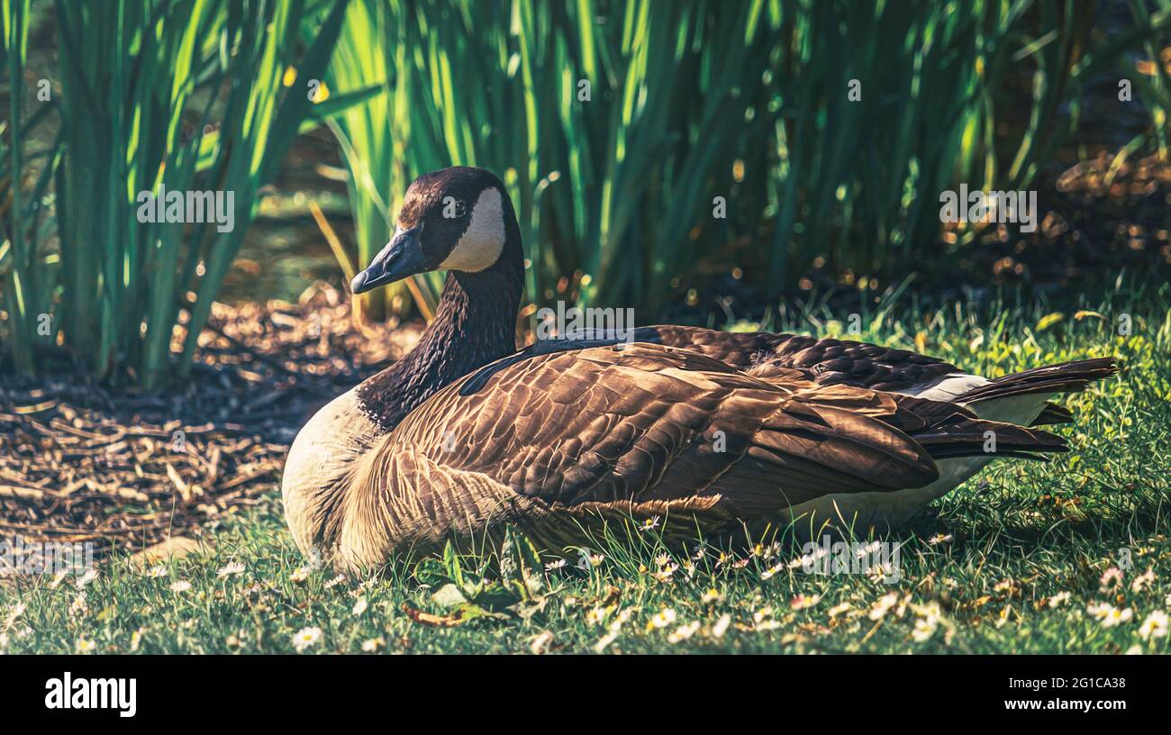 Primo piano di un'oca selvaggia che riposa nel parco del palazzo di Essen-Borbeck nel bel mezzo dell'estate calda - oche, uccelli, gabbiani e anatre nel parco. Foto Stock