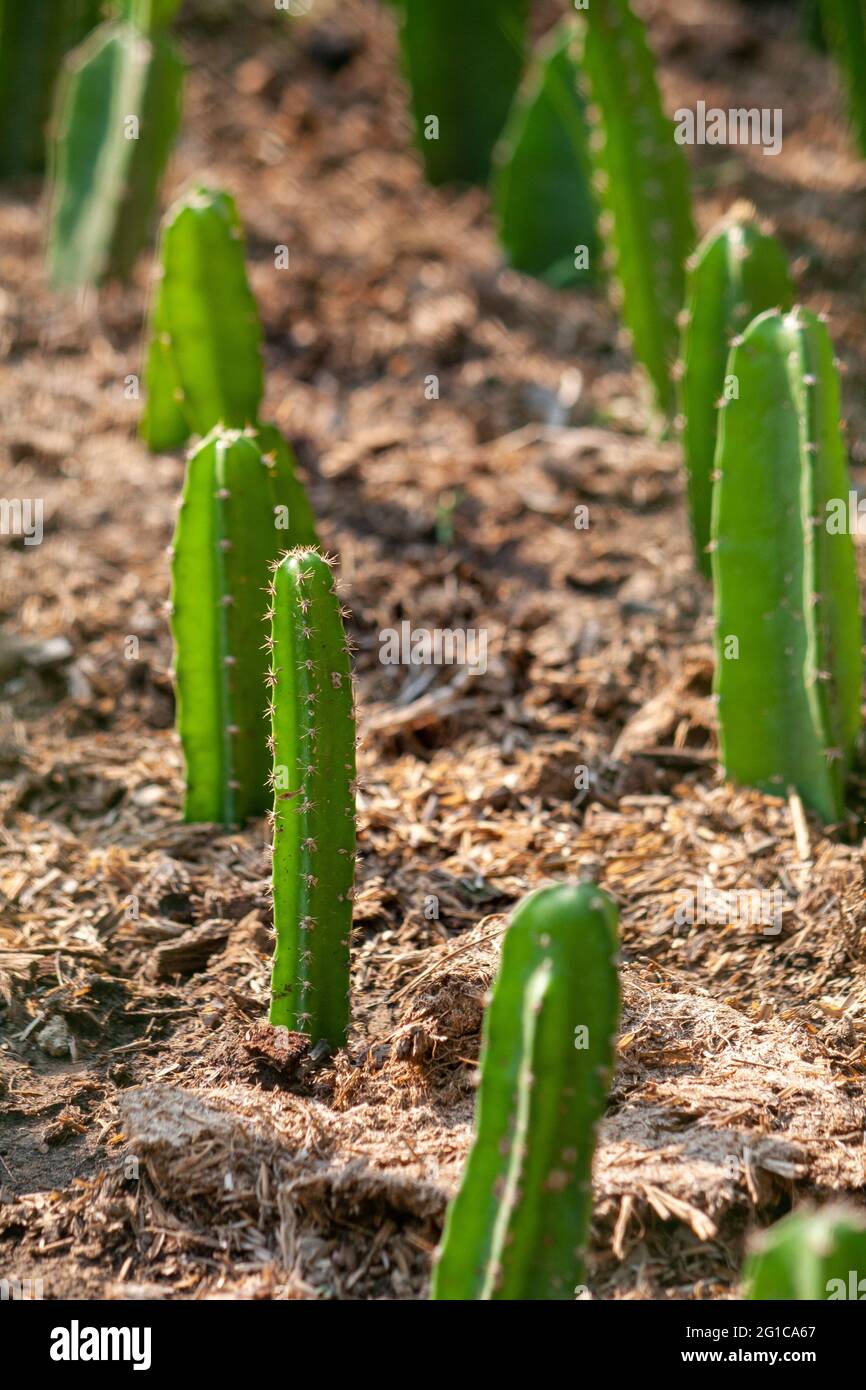 Fotografia di pianta di cactus nel giardino al sole come gambo di cactus da decorare con fiori in fiore per la decorazione domestica, decorazione della stanza, decorati Foto Stock