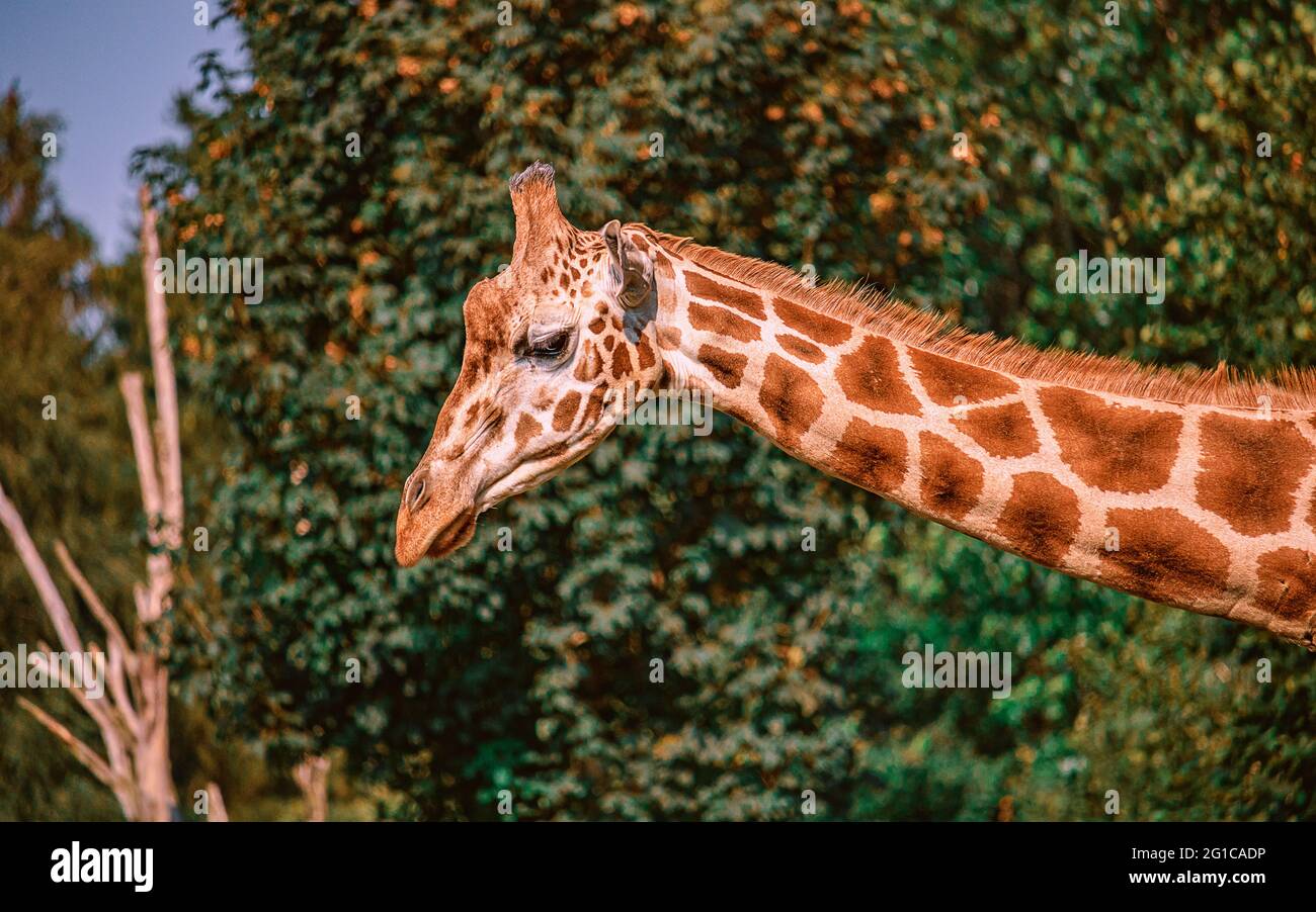 Giraffa fresca nel Parco Serengeti a Hodenhagen, bassa Sassonia, nel famoso parco degli animali e del tempo libero. Zoo di animali domestici a Sauerland. Primo piano della giraffa. Foto Stock