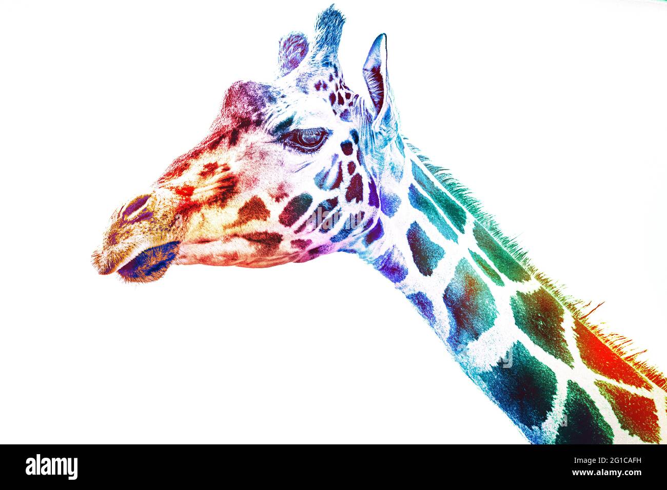 Expressionism Andy Warhol Pop Art. Giraffa in stile acquerello come un poster panorama fresco. Foto di tela minimalismo. Foto Stock