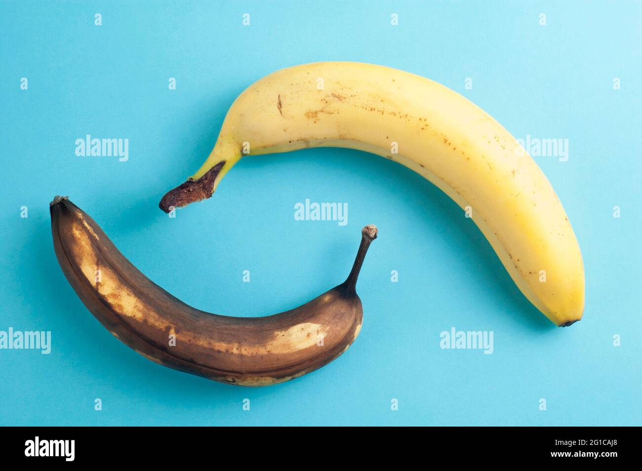Concetto minimo di piatto fatto di banane mature e marcio su sfondo blu Foto Stock
