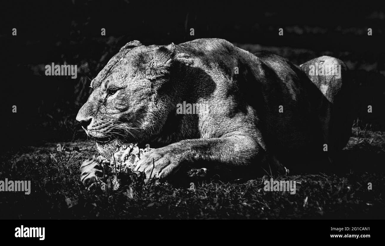 Il re del comportamento di alimentazione della giungla in bianco e nero surreale. Parco degli animali a Hodenhagen Un magnifico leone mastica la sua preda. Foto Stock