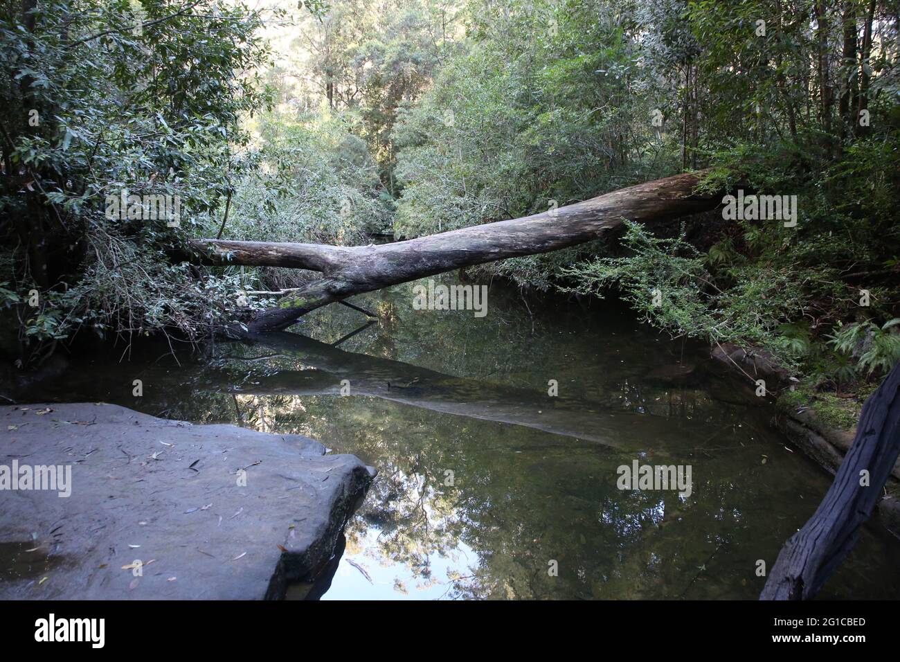 Berowra Valley National Park, NSW, Australia Foto Stock