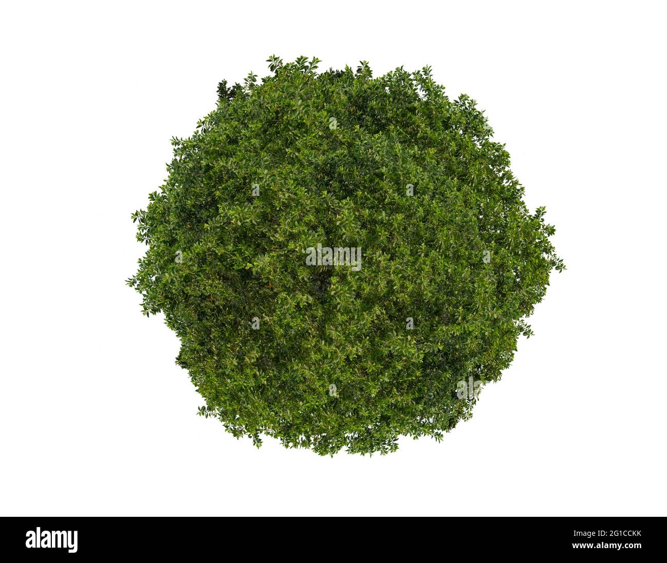 Il cerchio delle foglie verdi è isolato su bianco Foto Stock