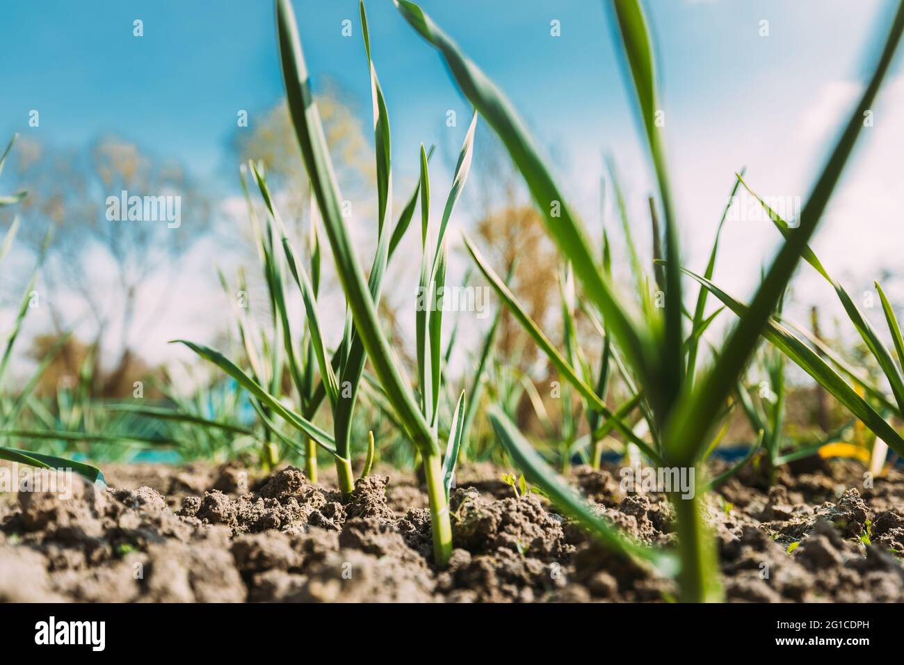 Capesante o cipolle verdi, cipolle primaverili o cipolle di insalata. Foglie giovani di foglia verde primaverile che crescono nel Giardino vegetale. Verdure sane Foto Stock