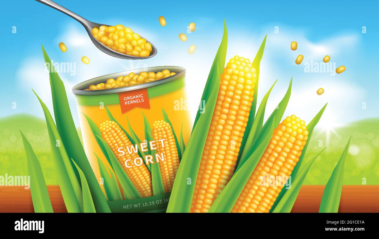 Poster pubblicitario vettoriale dolce corn realistico. Lattina aperta o conserva con grani di mais giallo dorato o mais, banner promo Illustrazione Vettoriale