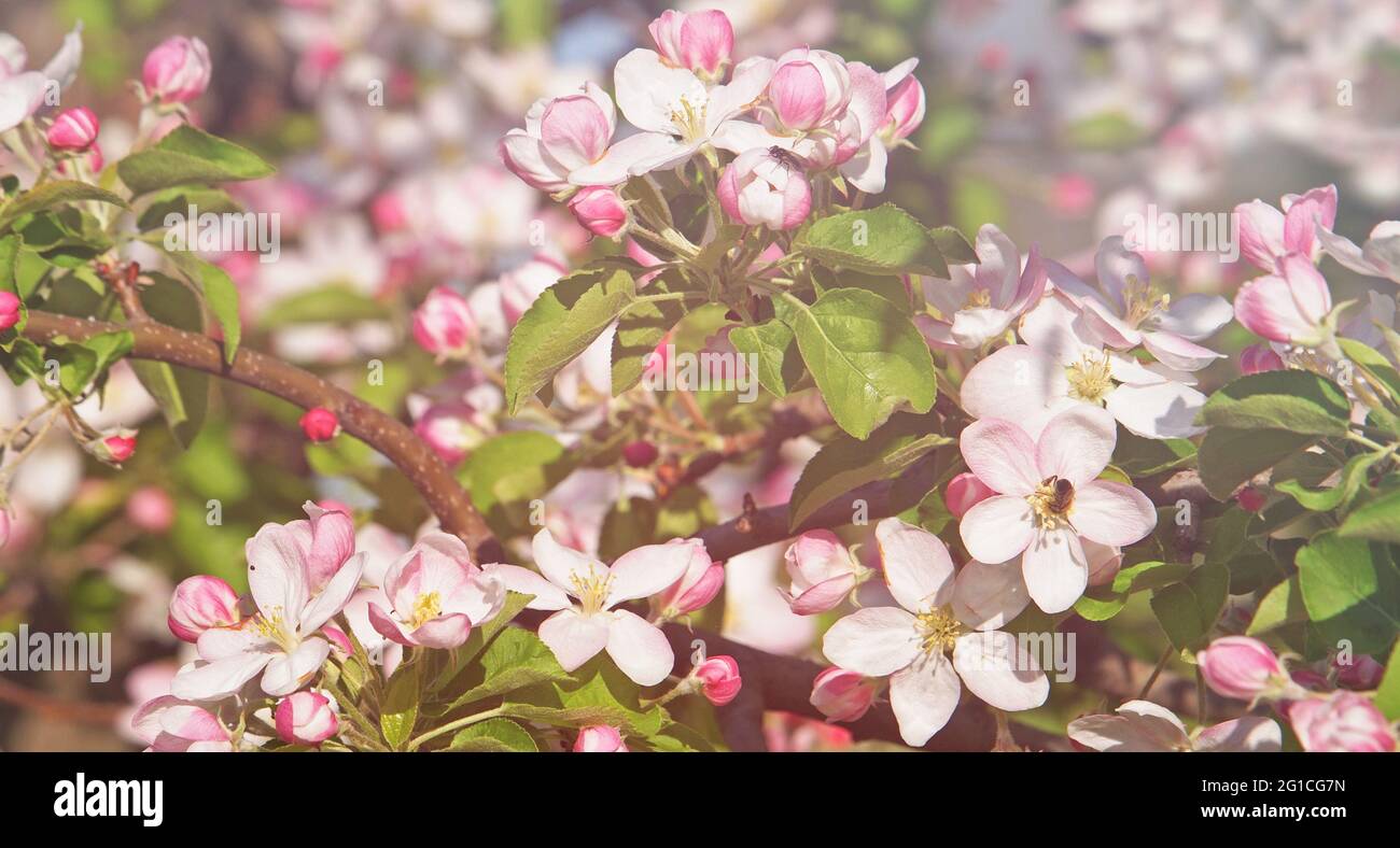 Fiore di mela rosa in primavera sotto luce soffusa Foto Stock