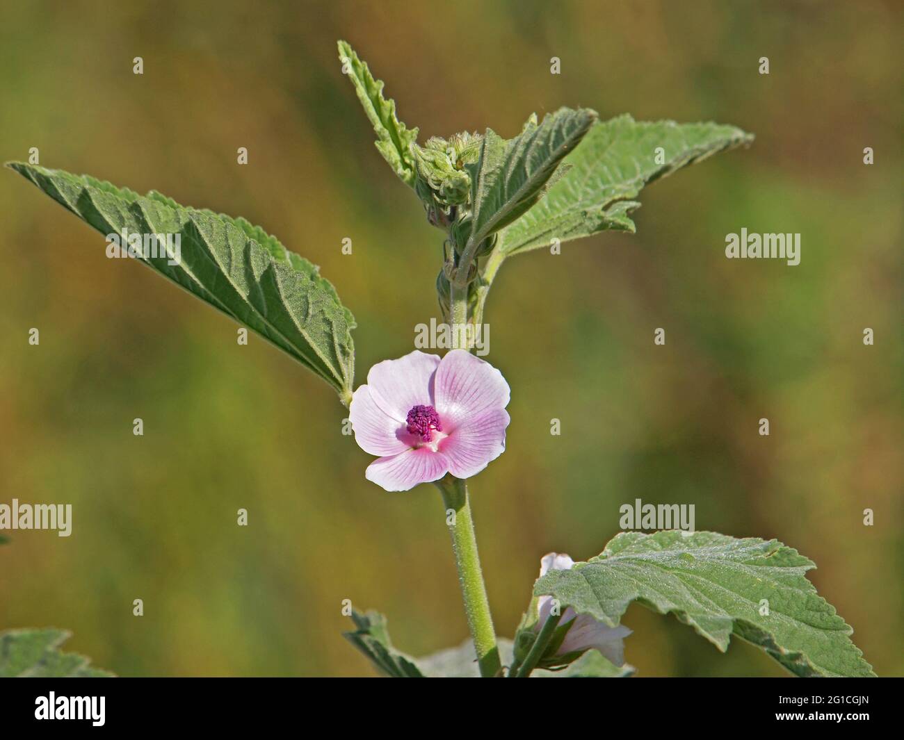 Mallow di palude o marshmallow comune, Althaea officinalis Foto Stock