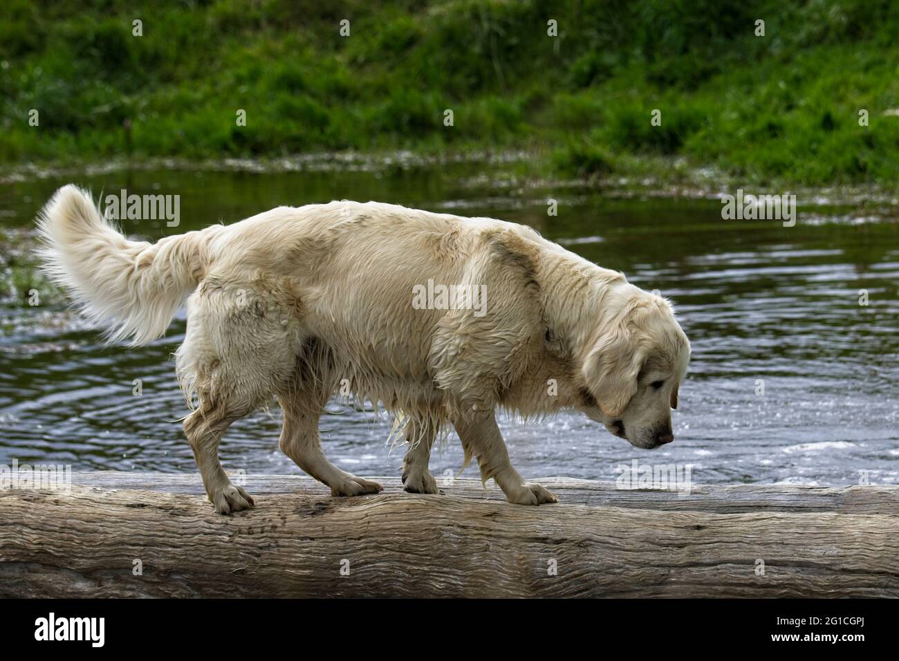 Un retriever d'oro corrodendo uno stagno su un ceppo Foto Stock