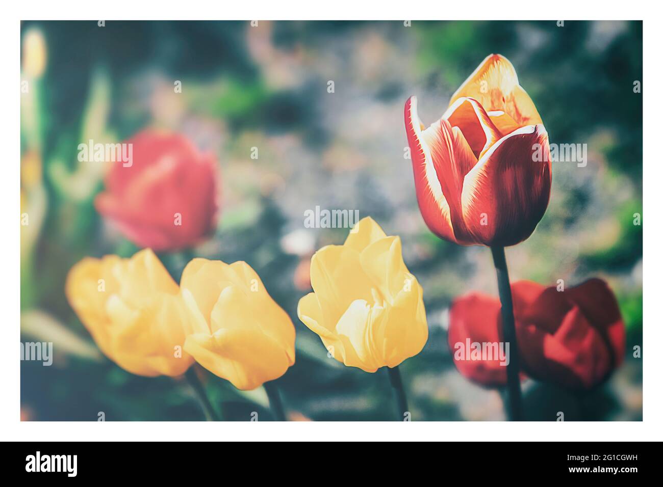 Un tocco di emozione, moody, colorato e bellissimo fiorito di tulipani nell'aldilà. Gruga Park Essen. Tristezza e solitudine. Foto Stock