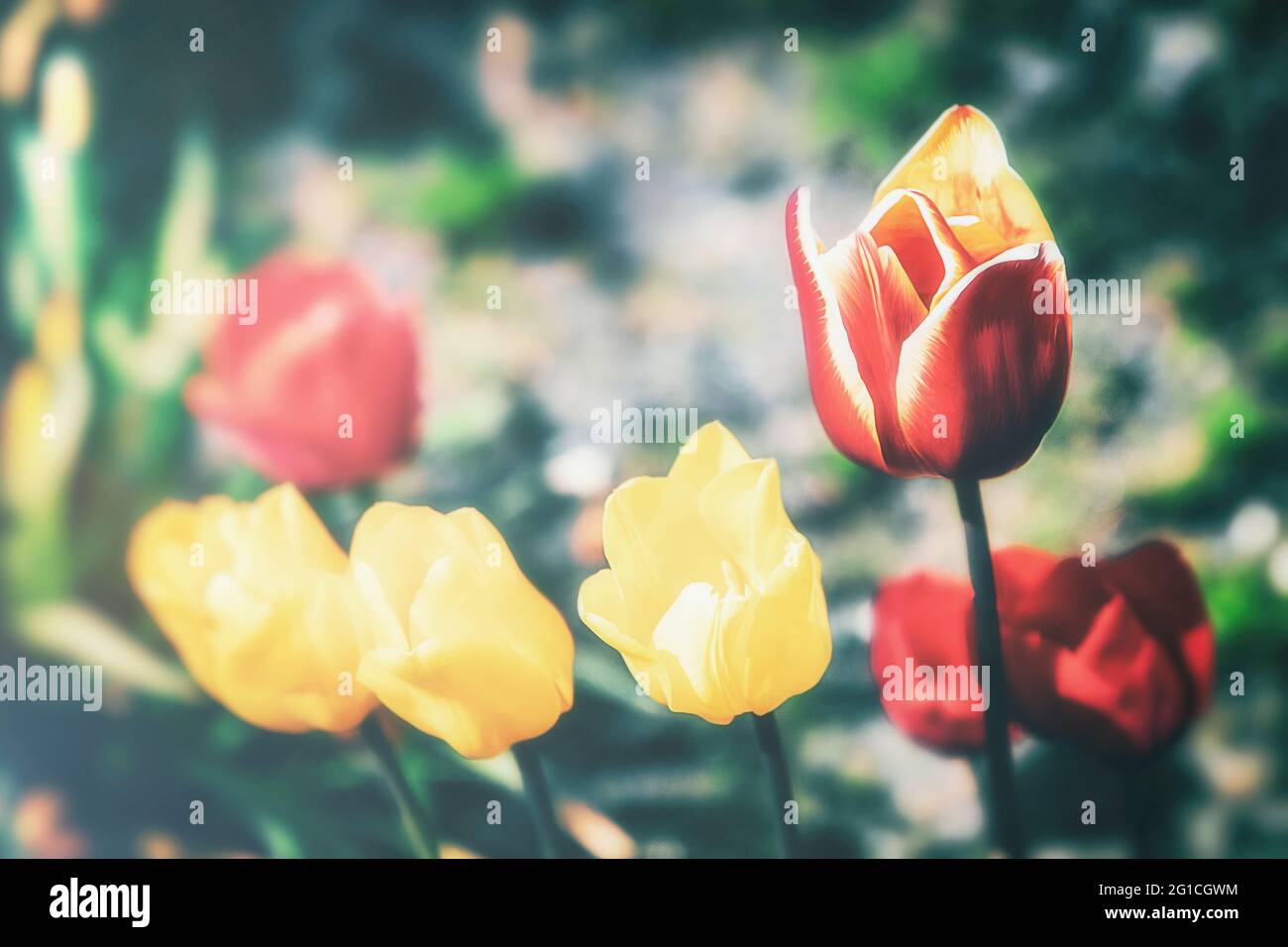 Un tocco di emozione, moody, colorato e bellissimo fiorito di tulipani nell'aldilà. Gruga Park Essen. Tristezza e solitudine. Foto Stock