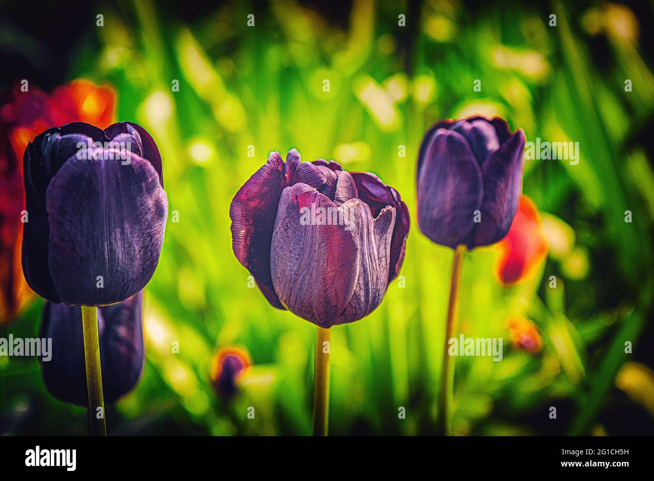 Un tocco di emozioni, moody, colorful e bello flowerbed dei tulipani nell'aldilà. Gruga Park Essen. Tristezza e solitudine. Foto Stock