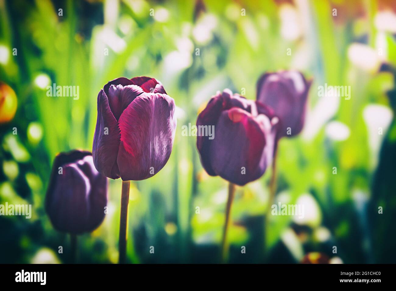 Un tocco di emozioni, moody, colorful e bello flowerbed dei tulipani nell'aldilà. Gruga Park Essen. Tristezza e solitudine. Foto Stock