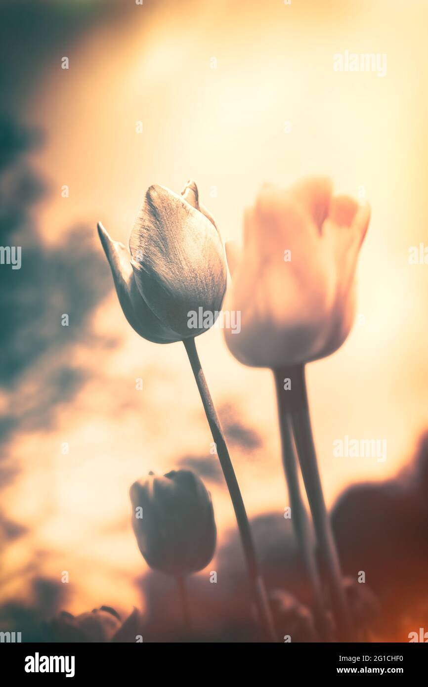 Suggestivo e surreale mare di ​​flowers fatto di tulipani come decorazione emotiva nell'aldilà - lutto e morte - un tocco di emozione e di pensiero Foto Stock