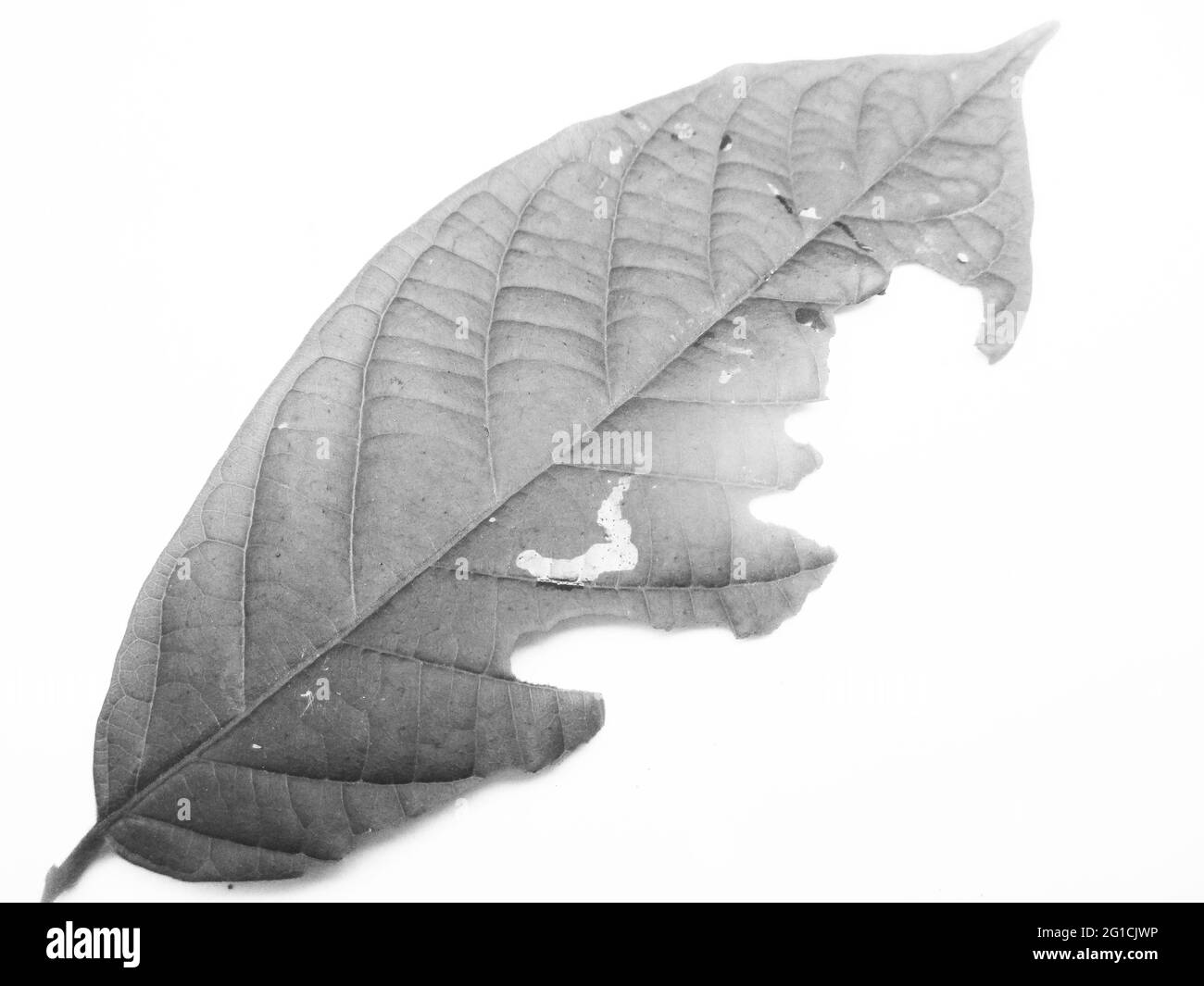 Foglie, Foliage, natura bianca e nera Foto Stock