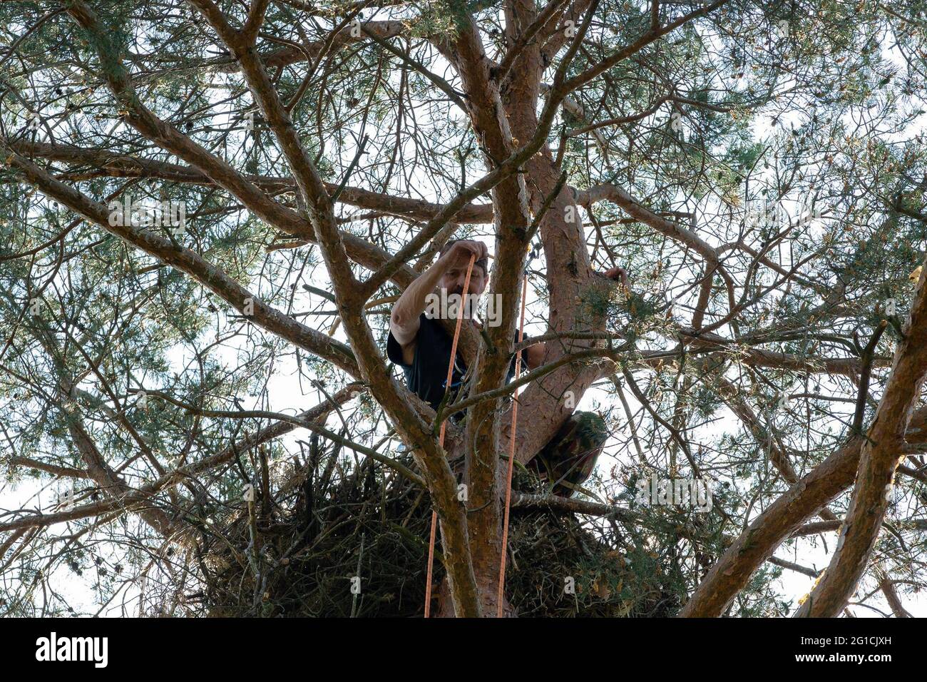 06 giugno 2021, Brandenburg, Dallgow-Döberitz: L'immagine mostra un arrampicatore di alberi al nido dell'aquila dalla coda bianca. Solo poche aquile dalla coda bianca vivevano ancora in Germania negli anni '60. A causa del divieto dell'insetticida DDT e delle misure di protezione intensiva, nel frattempo le popolazioni si sono riprese. Un paio di aquile dalla coda bianca si sta coltivando nel Döberitzer Heide per molti anni e il loro comportamento di allevamento è regolarmente osservato e documentato da guardiani volontari. Una volta all'anno la prole viene inanellata. Un arrampicatore professionista dell'albero si arrampica nel nido per questo scopo. I due y Foto Stock