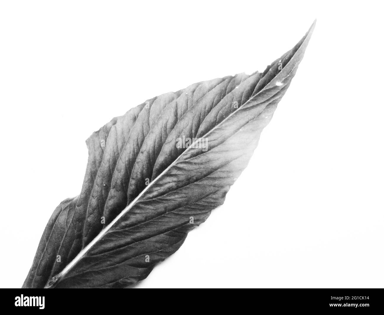 Foglie, Foliage, natura bianca e nera Foto Stock