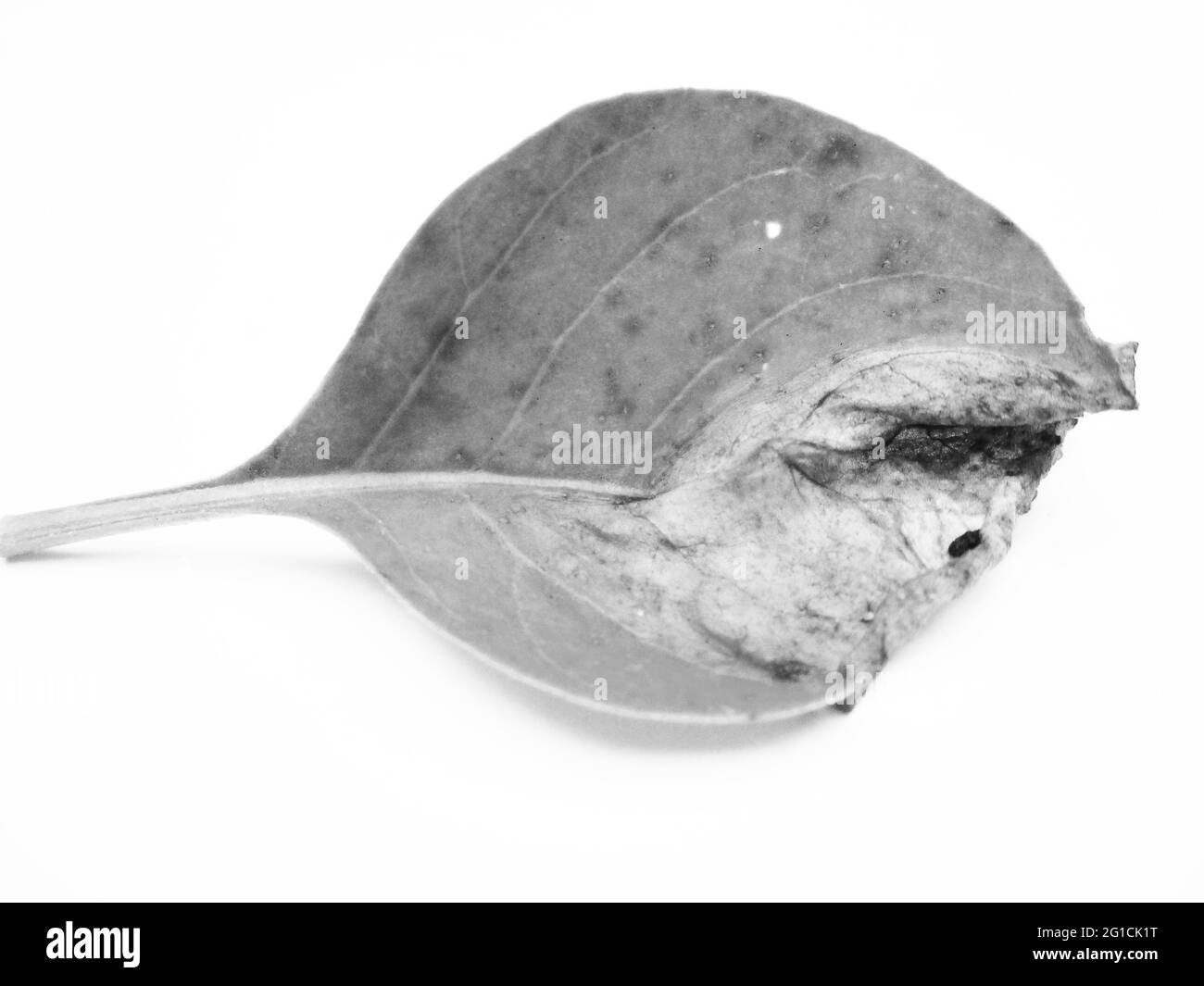 Foglie, Foliage, natura bianca e nera Foto Stock