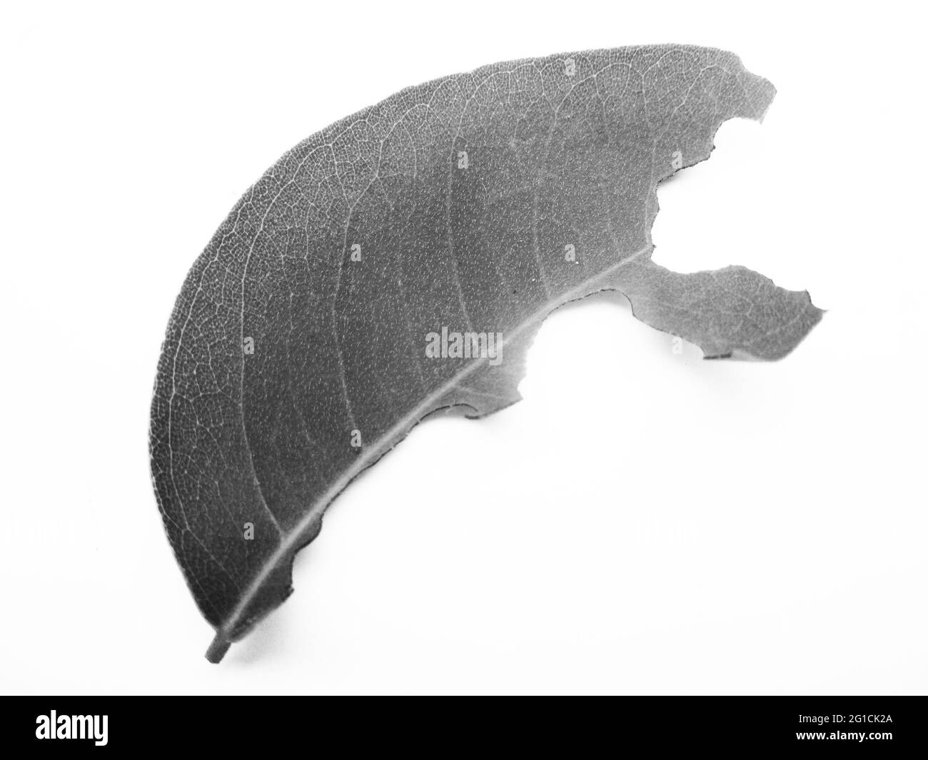 Foglie, Foliage, natura bianca e nera Foto Stock