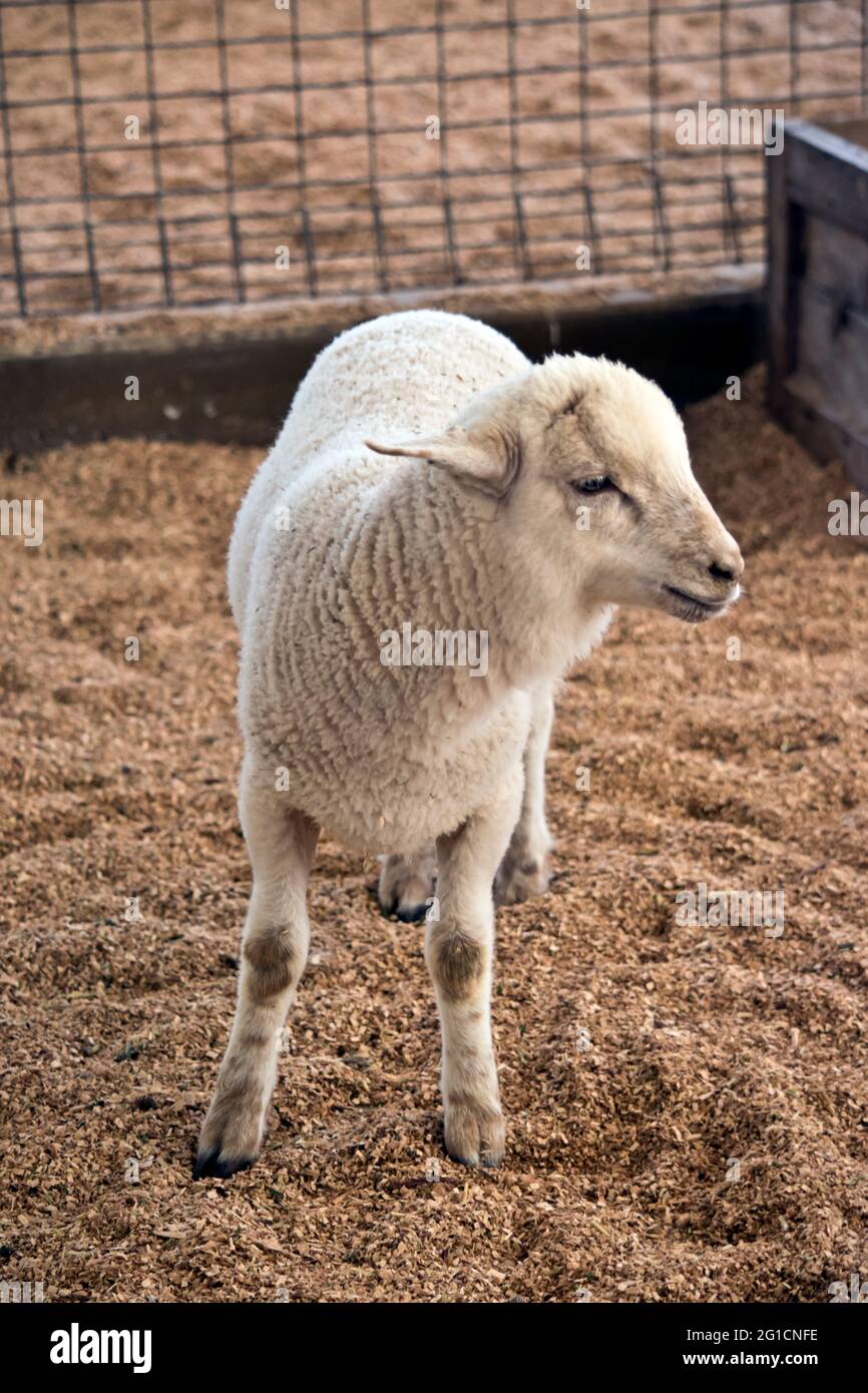 il è un agnello giovane in un capannone Foto Stock