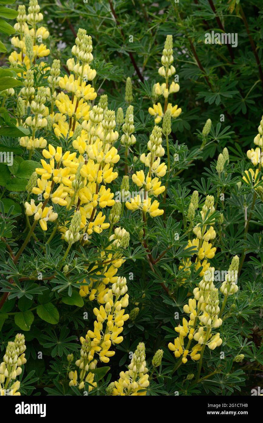 Fiori gialli profumati di Lupin arboreus giallo Bush Lupin albero Lupin Foto Stock