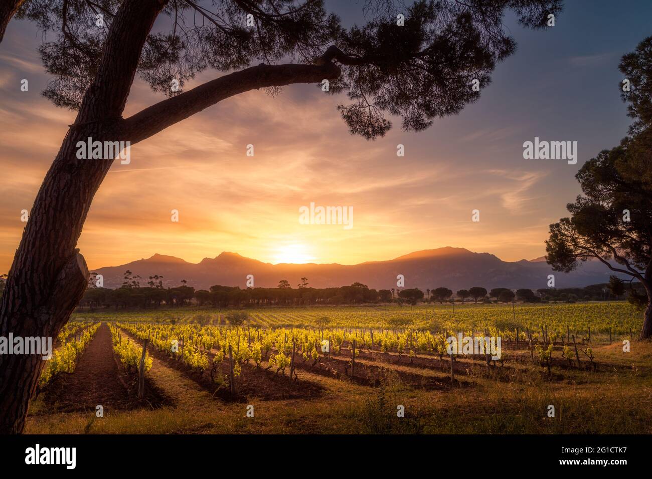 Bella alba su rw di viti in un vigneto in Corsica con pini in primo piano e  montagne in lontananza Foto stock - Alamy