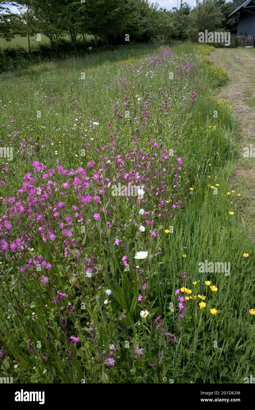 Fiori selvatici nativi in piena fioritura prevalentemente campion Rosso e buttercups nella zona ripiena di grande giardino a Cotswolds, Mickleton, Regno Unito Foto Stock