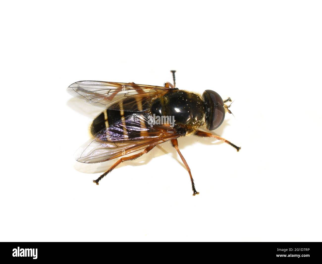 Il hoverfly Sericomyia silentis mimicry wasp isolato su sfondo bianco Foto Stock