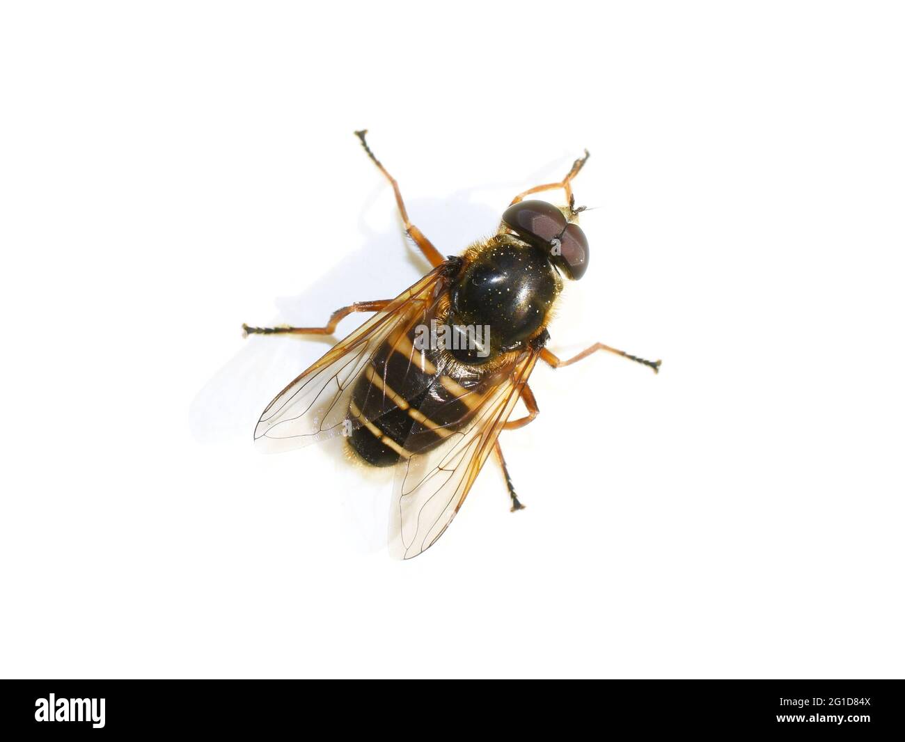 Il hoverfly Sericomyia silentis mimicry wasp isolato su sfondo bianco Foto Stock