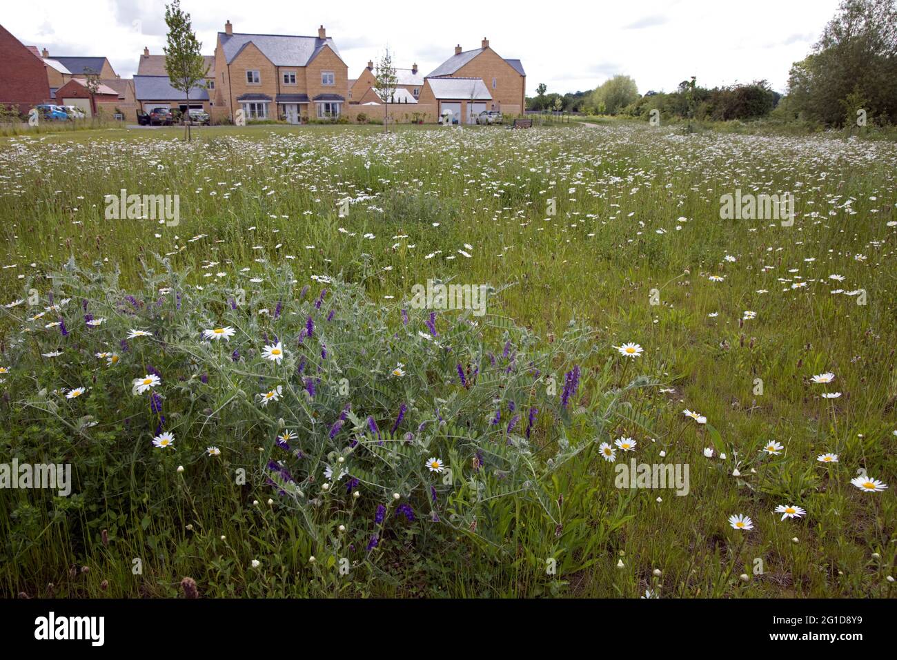 Prato di Wildflower pieno di margherite Ox-eye al nuovo sviluppo di alloggi, Oak Grange Mickleton, Cotswolds, Regno Unito Foto Stock