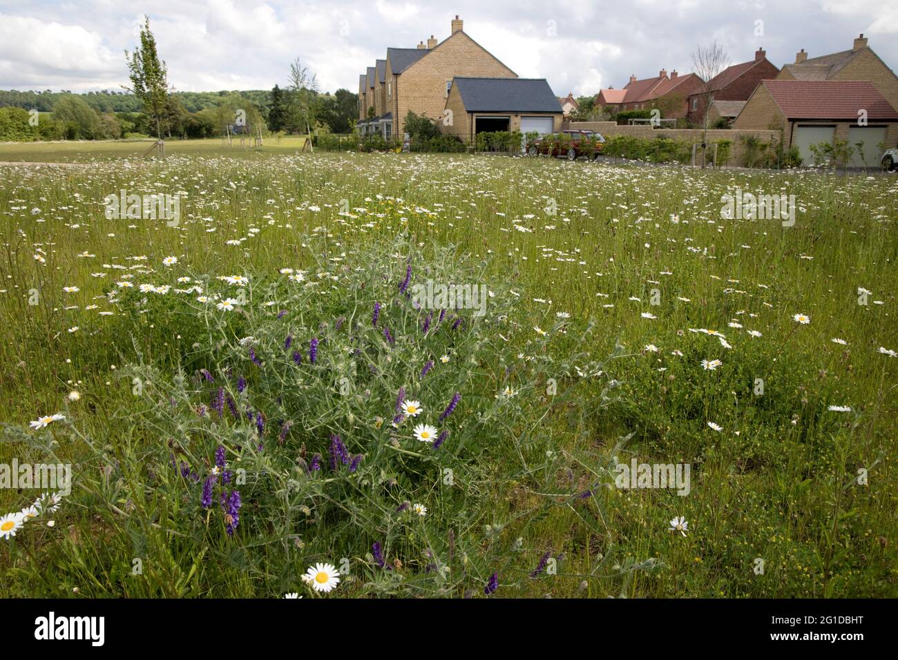 Prato di Wildflower pieno di margherite Ox-eye vetch a nuovo sviluppo di alloggi, Oak Grange Mickleton, Cotswolds, Regno Unito Foto Stock