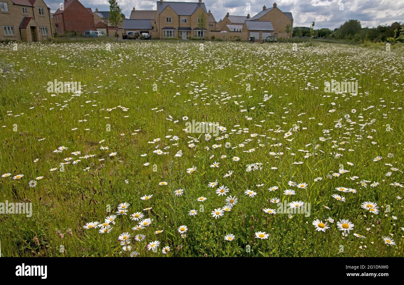 Prato di Wildflower pieno di margherite Ox-eye al nuovo sviluppo di alloggi, Oak Grange Mickleton, Cotswolds, Regno Unito Foto Stock