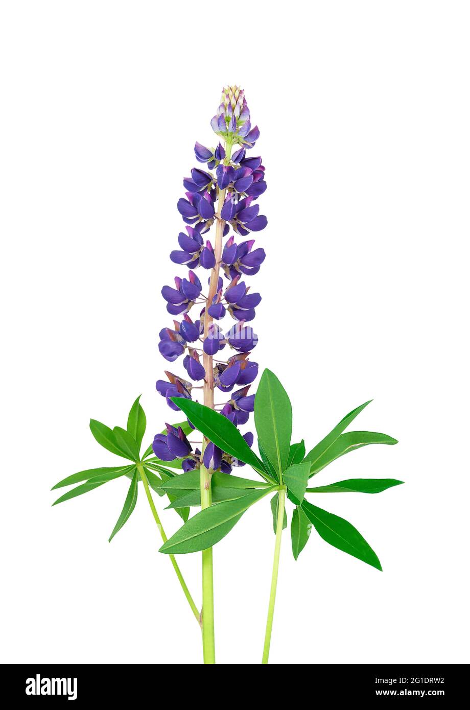 Lupino viola isolato su sfondo bianco. Lupin estate germoglio di fiori selvatici. Viola fiore selvatico. Foto Stock