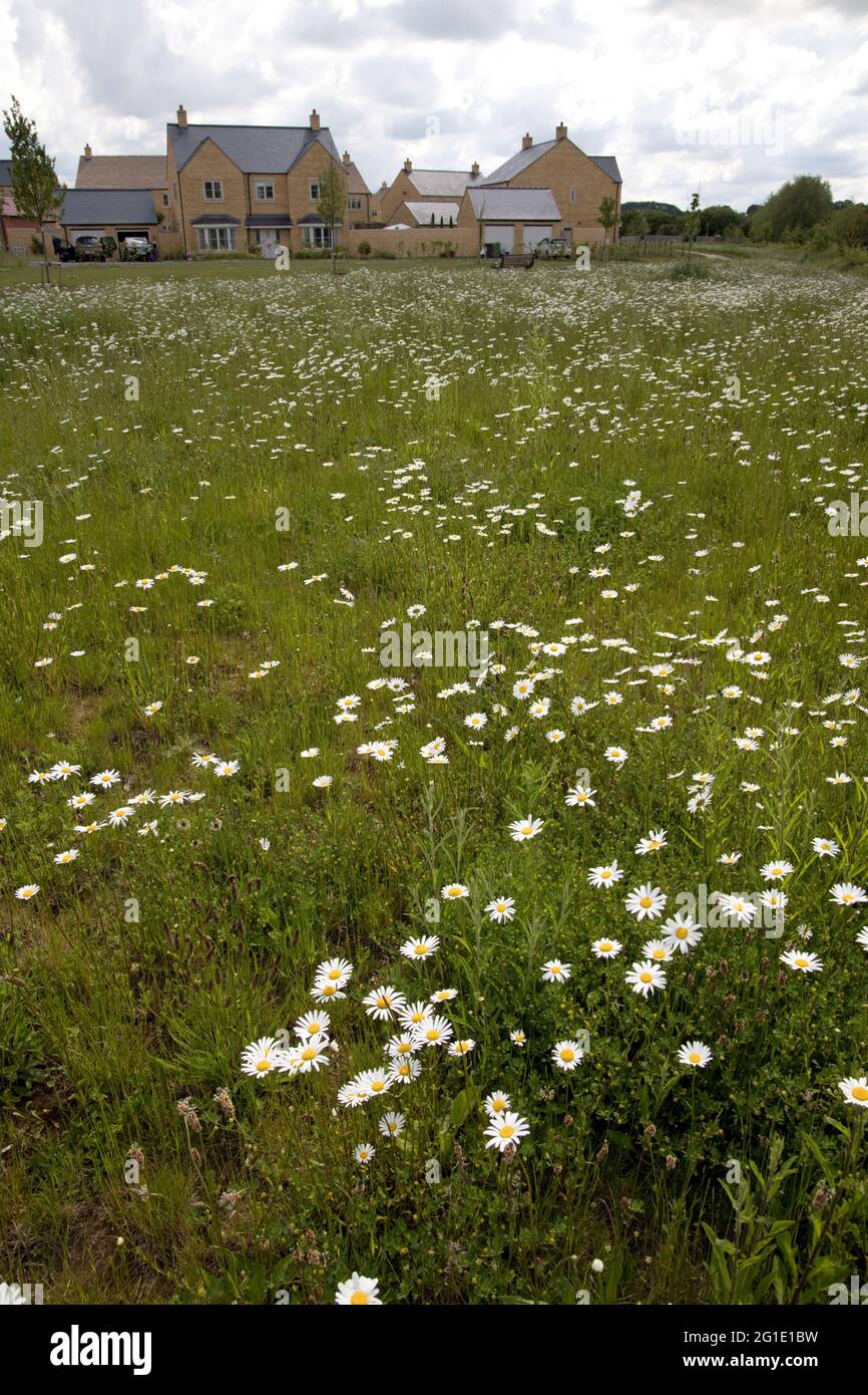 Prato di Wildflower pieno di margherite Ox-eye al nuovo sviluppo di alloggi, Oak Grange Mickleton, Cotswolds, Regno Unito Foto Stock