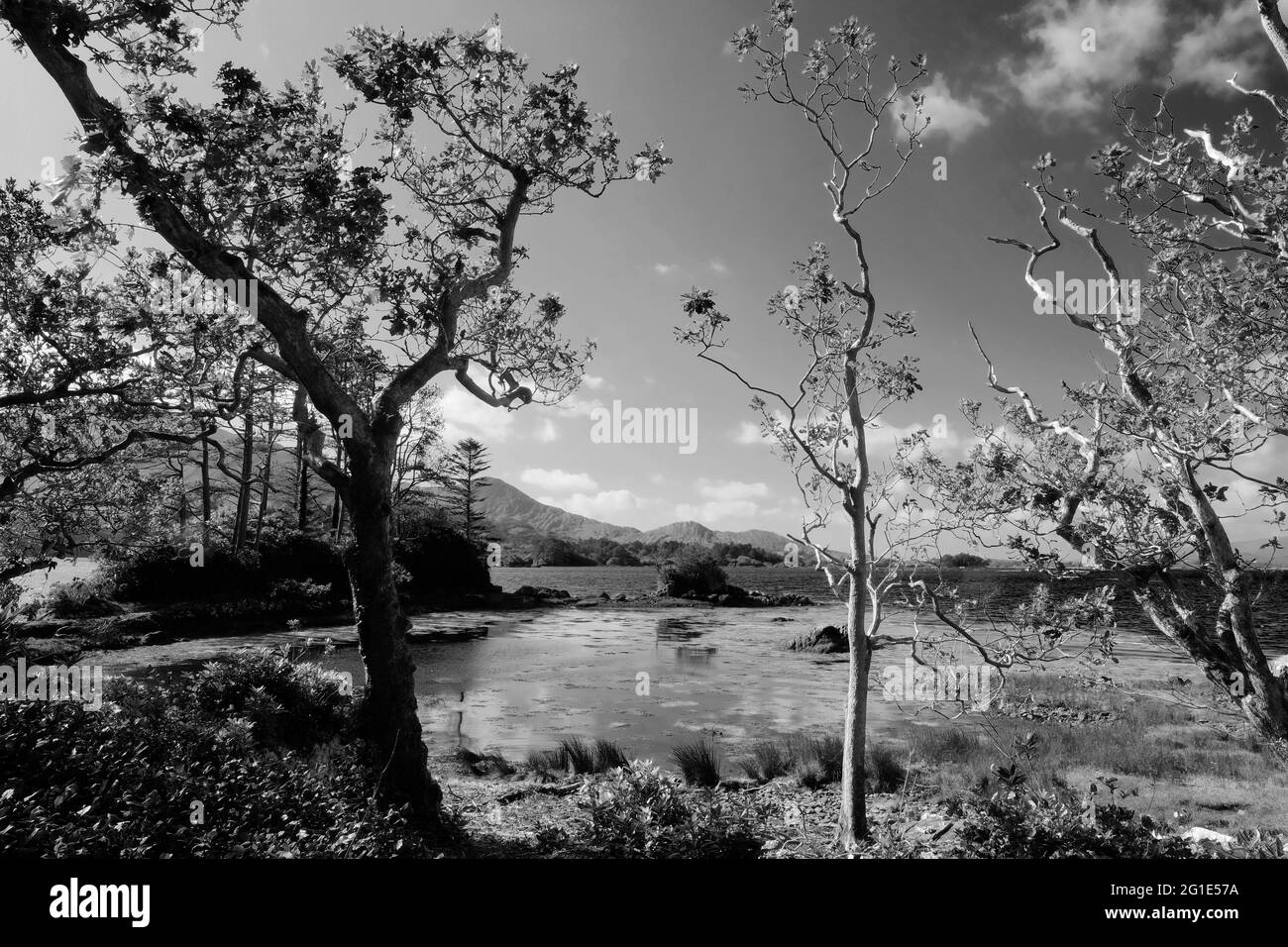 La costa sul fiume Kenmare, Contea di Kerry, Irlanda - John Gollop Foto Stock