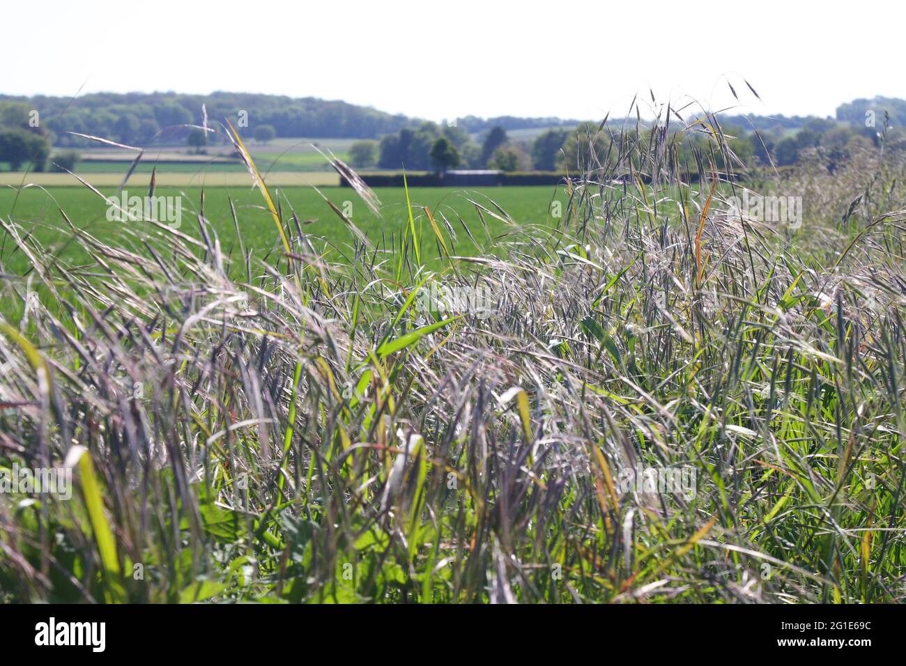 Vista di un paesaggio agricolo con erbe selvatiche che sventolano in primo piano, campo agricolo in mezzo al terreno e bosco all'orizzonte. Foto Stock
