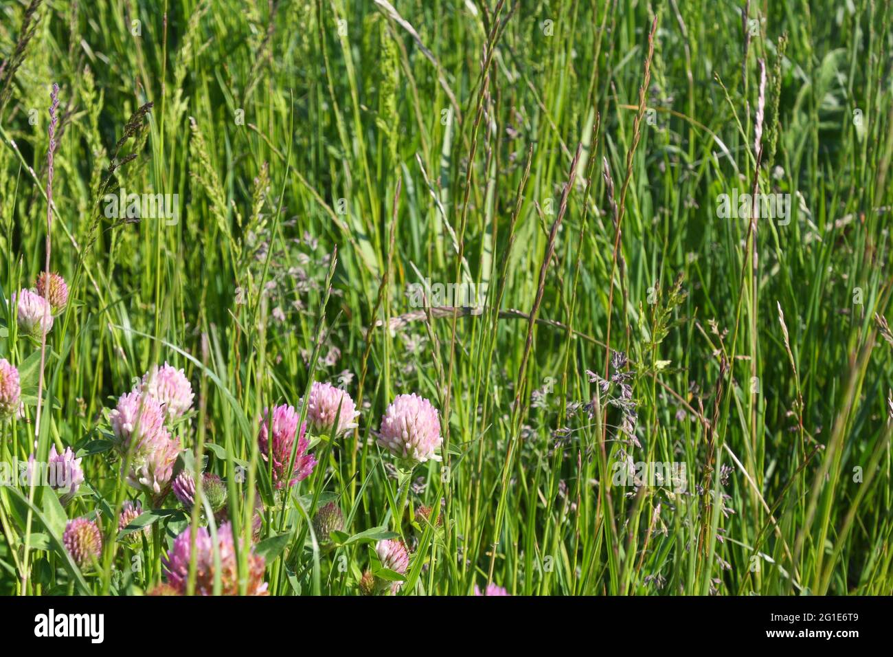 Particolare di una sezione di un prato di fiori selvatici, con fiori di trifoglio rosa ed erbe Foto Stock